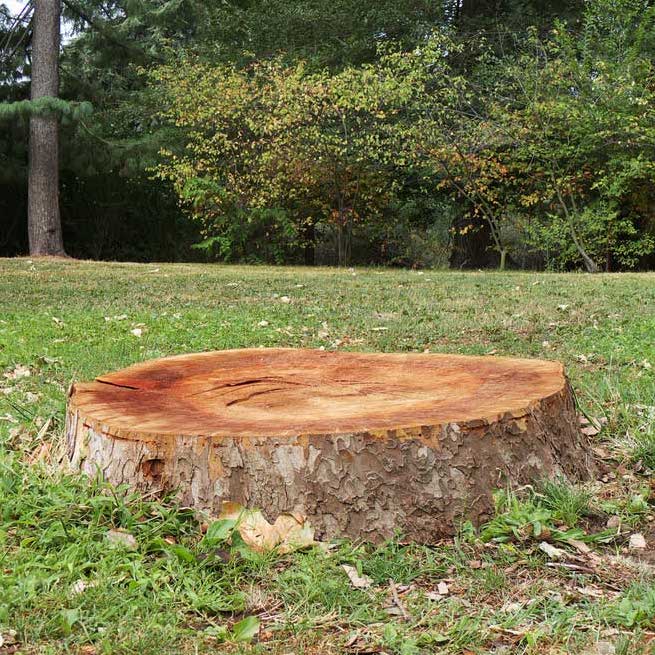 Tree Stump Removal - Stump Grinding | B&R Tree Service