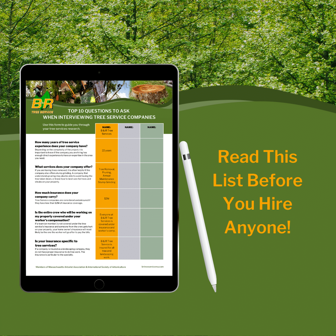 Top 10 Questions to Ask Tree Service Companies