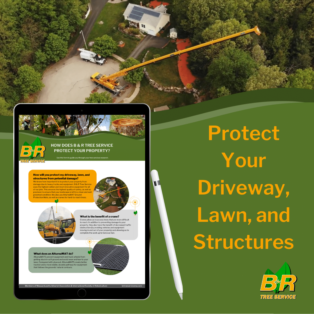 How Does B & R Tree Service Protect Your Driveway, Lawn, and Structures?