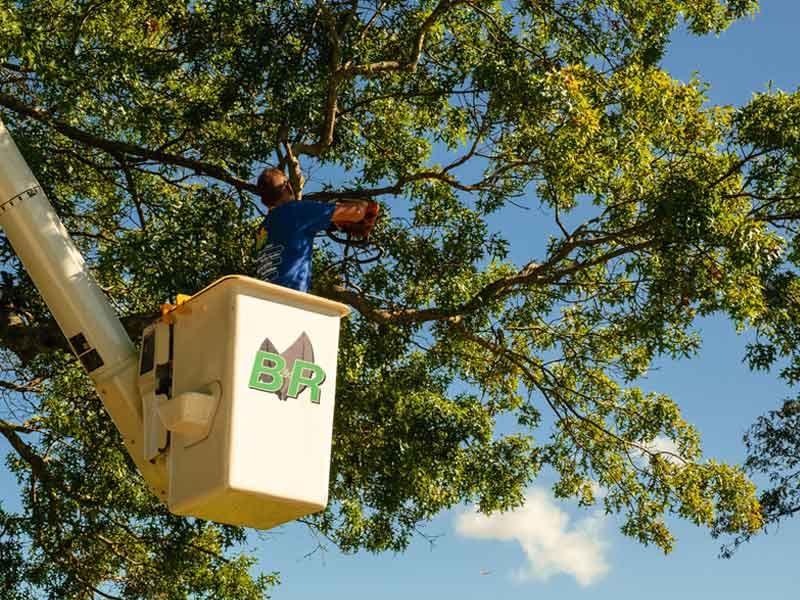 Arborist tree climber working on tree pruning B & R Tree Service