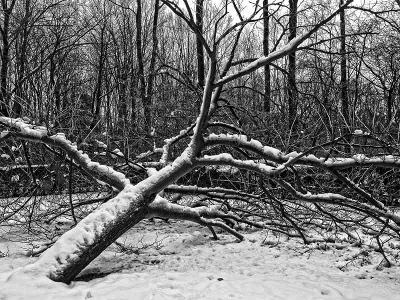 Downed tree in snowy forest to illustrate fallen tree removal
