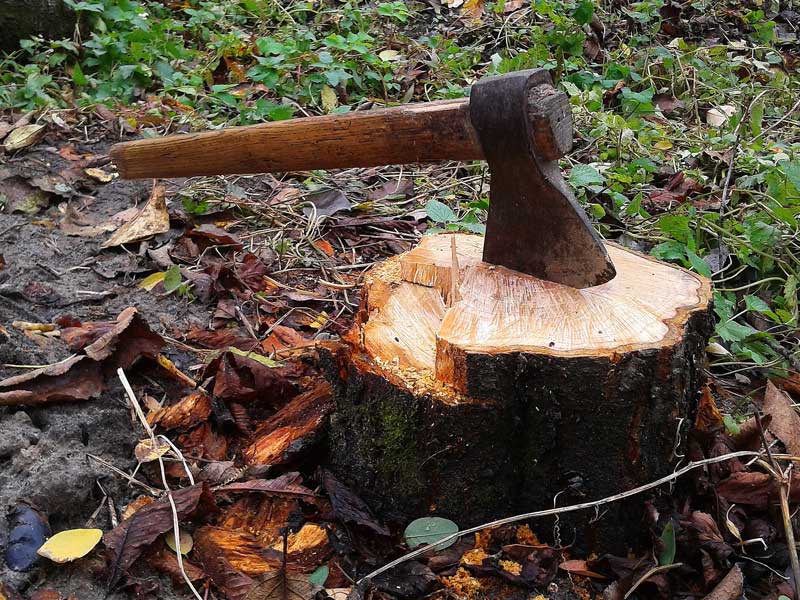Axe embedded in tree stump to illustrate remove a tree stump without a grinder