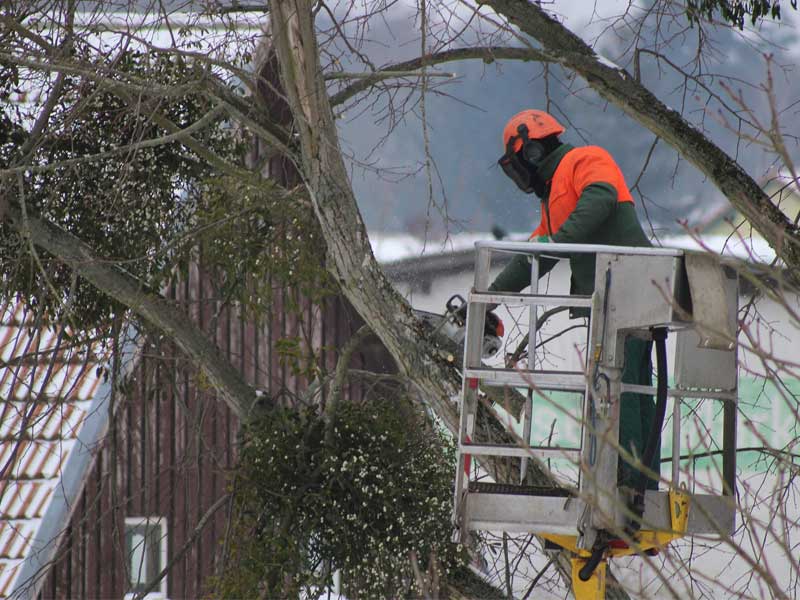 Arborist tree climber working on tree pruning