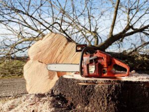 chain saw and felled tree to illustrate tree services