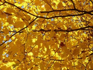 hornbeam tree to illustrate how to trim a large tree B & R Tree Service