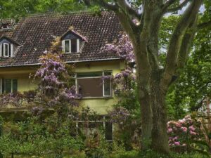house with trees and plants to illustrate certified arborist tree care
