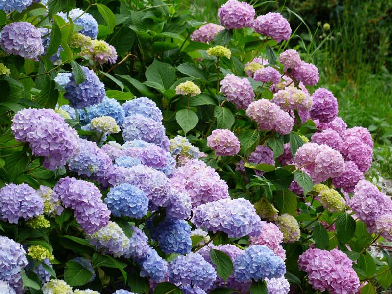 hydrangea shrub to illustrate pruning trees and shrubs