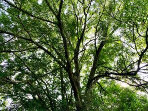 ash tree to illustrate tree diseases in Massachusetts B & R Tree Service