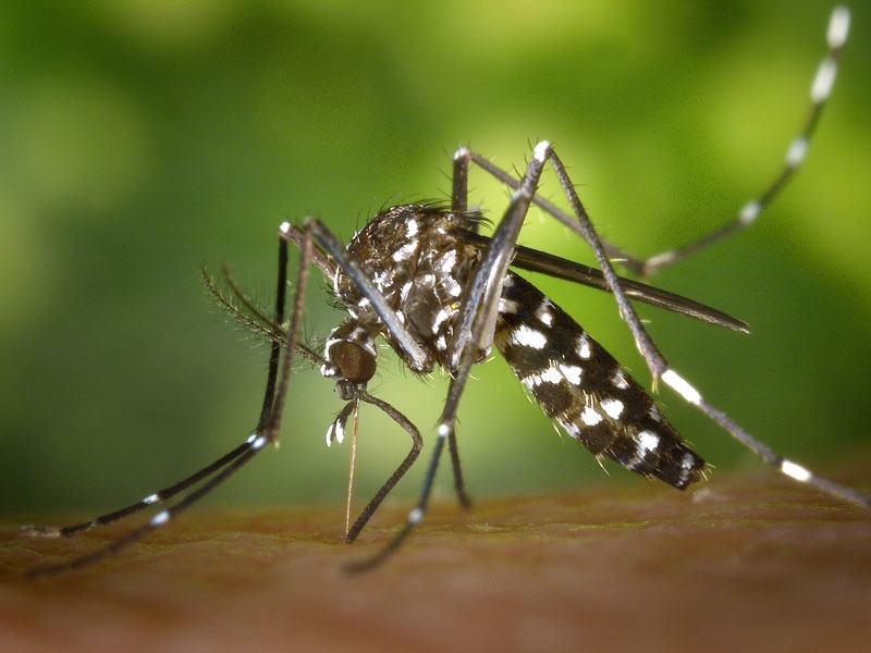 close-up of mosquito to illustrate tick and mosquito yard treatment