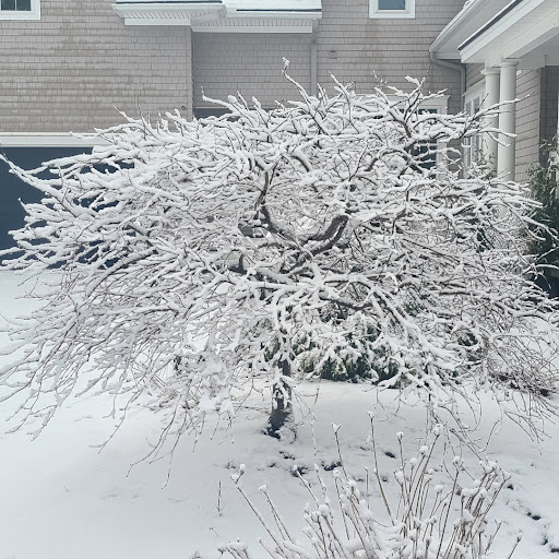 Winter Tree Care: How to Tell if a Tree is Dead or Dormant