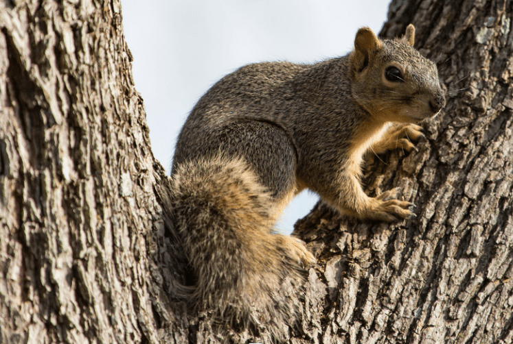 Squirrel in tree, B&R Tree Service blog for new homeowners