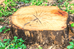tree removal tree stump B & R Tree Service
