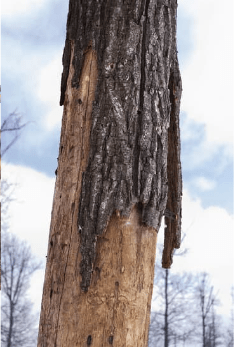 Pests can ruin the integrity of your trees, tree removal service near me, natick tree service
