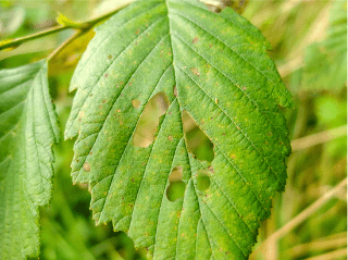 leaf with holes from insects, tree removal near me, pest control for trees