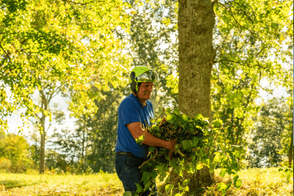 The Environmental Benefits of Tree Removal Charlton MA