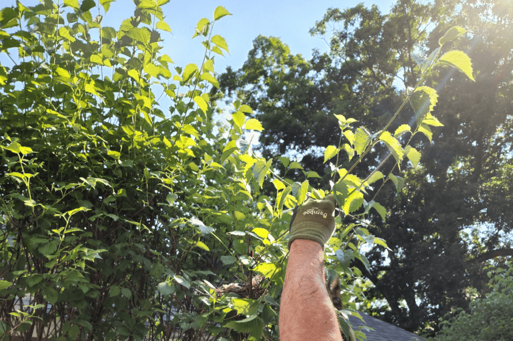 Why Should I Prune My Trees? A Guide to Natick MA Tree Pruning