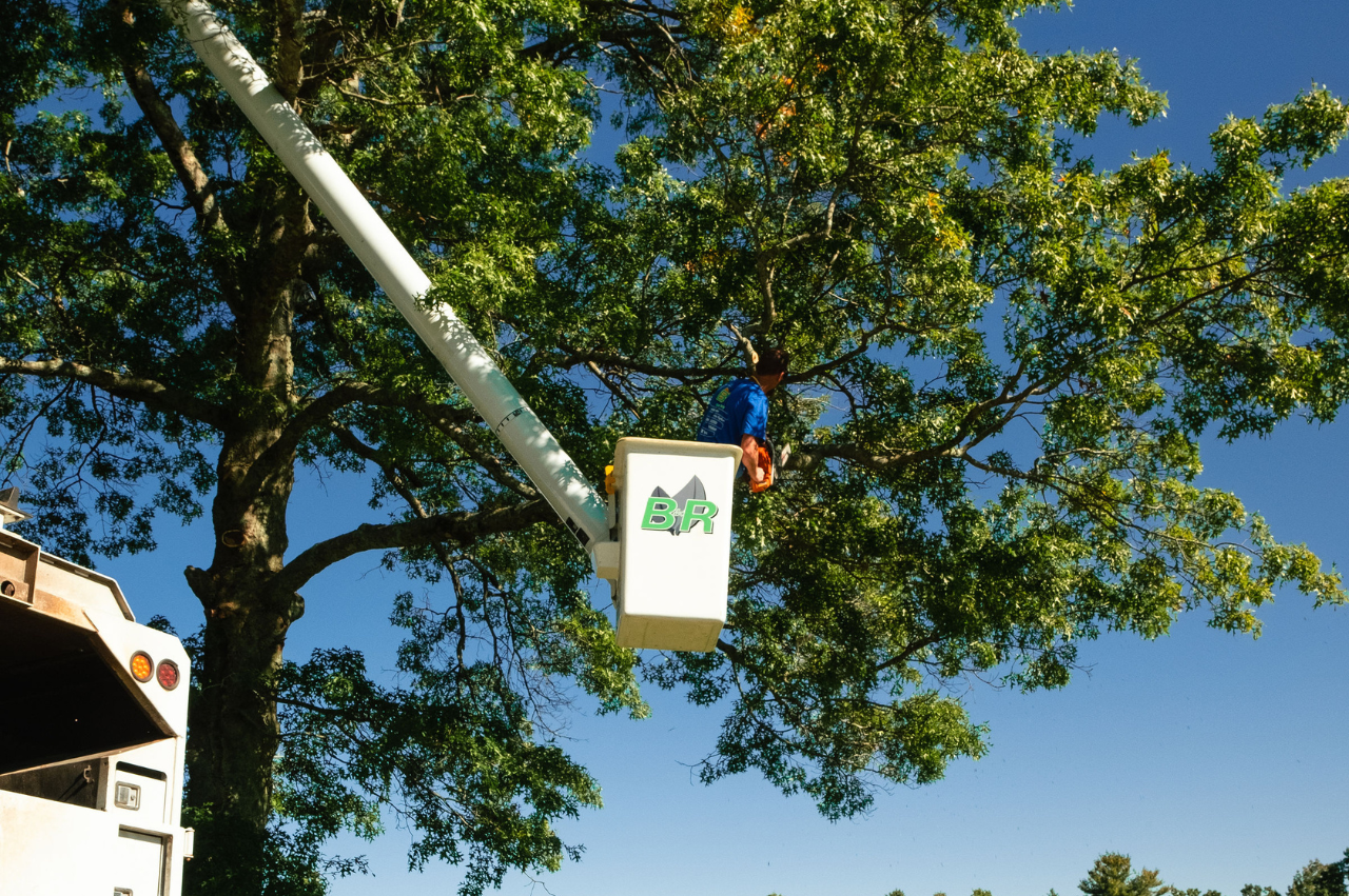 Tree Service in Charlton MA | B&R Tree Services