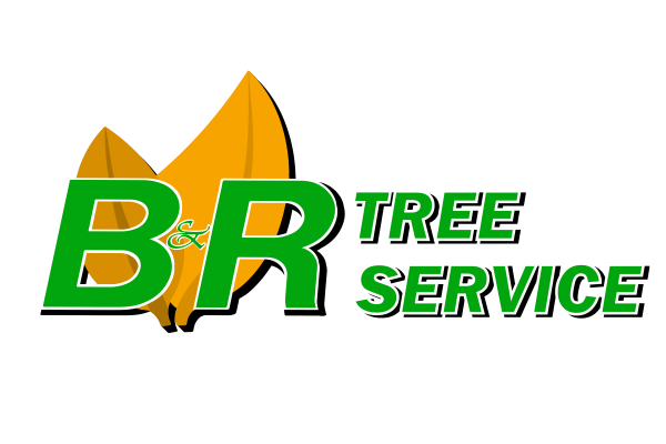 Tree Service in Charlton MA | B&R Tree Services