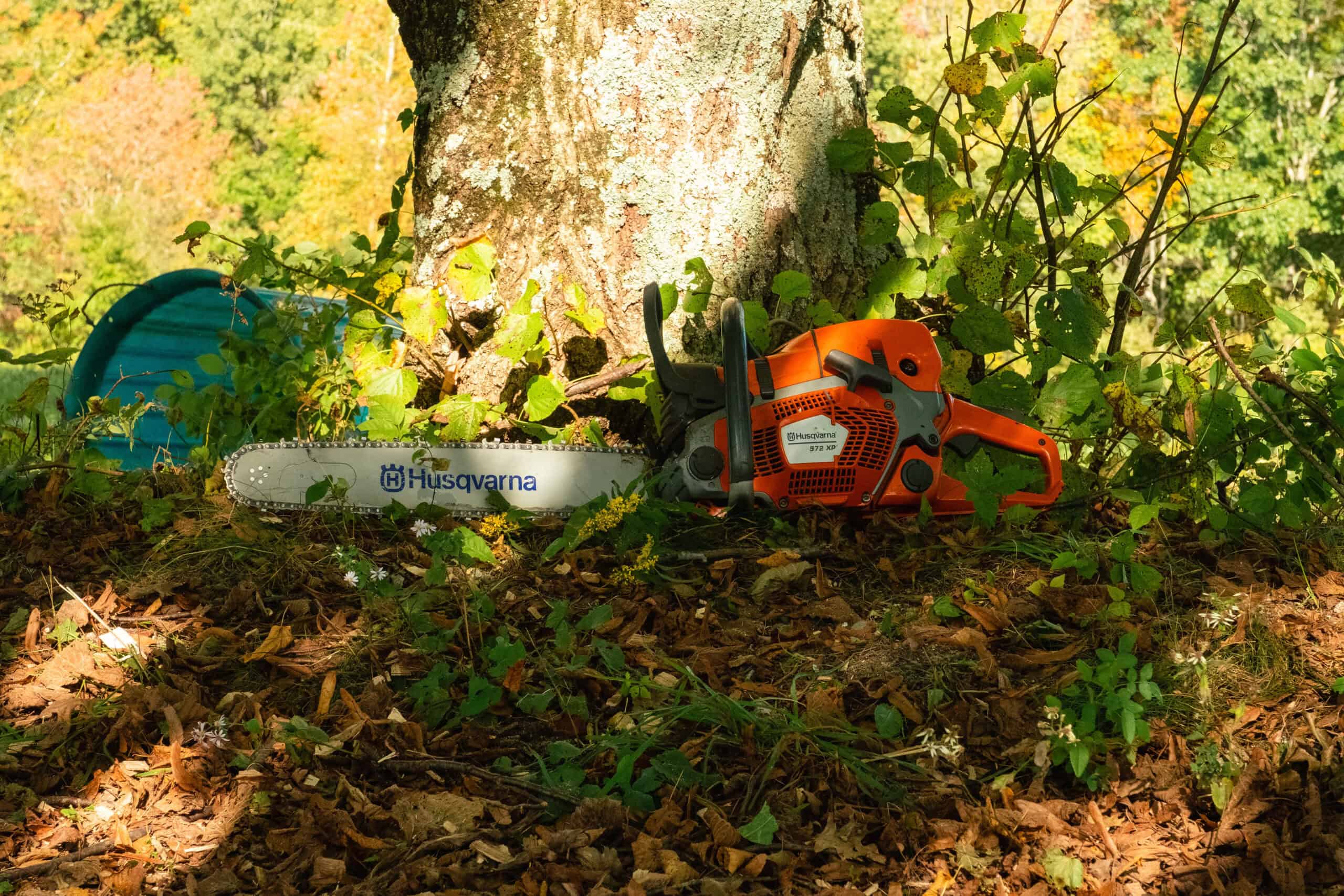charlton-ma-stump removal