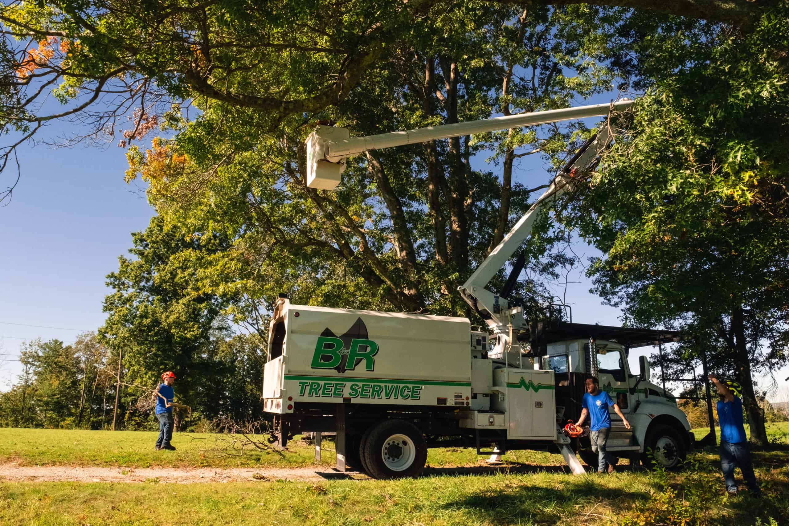 charlton-ma-tree-experts