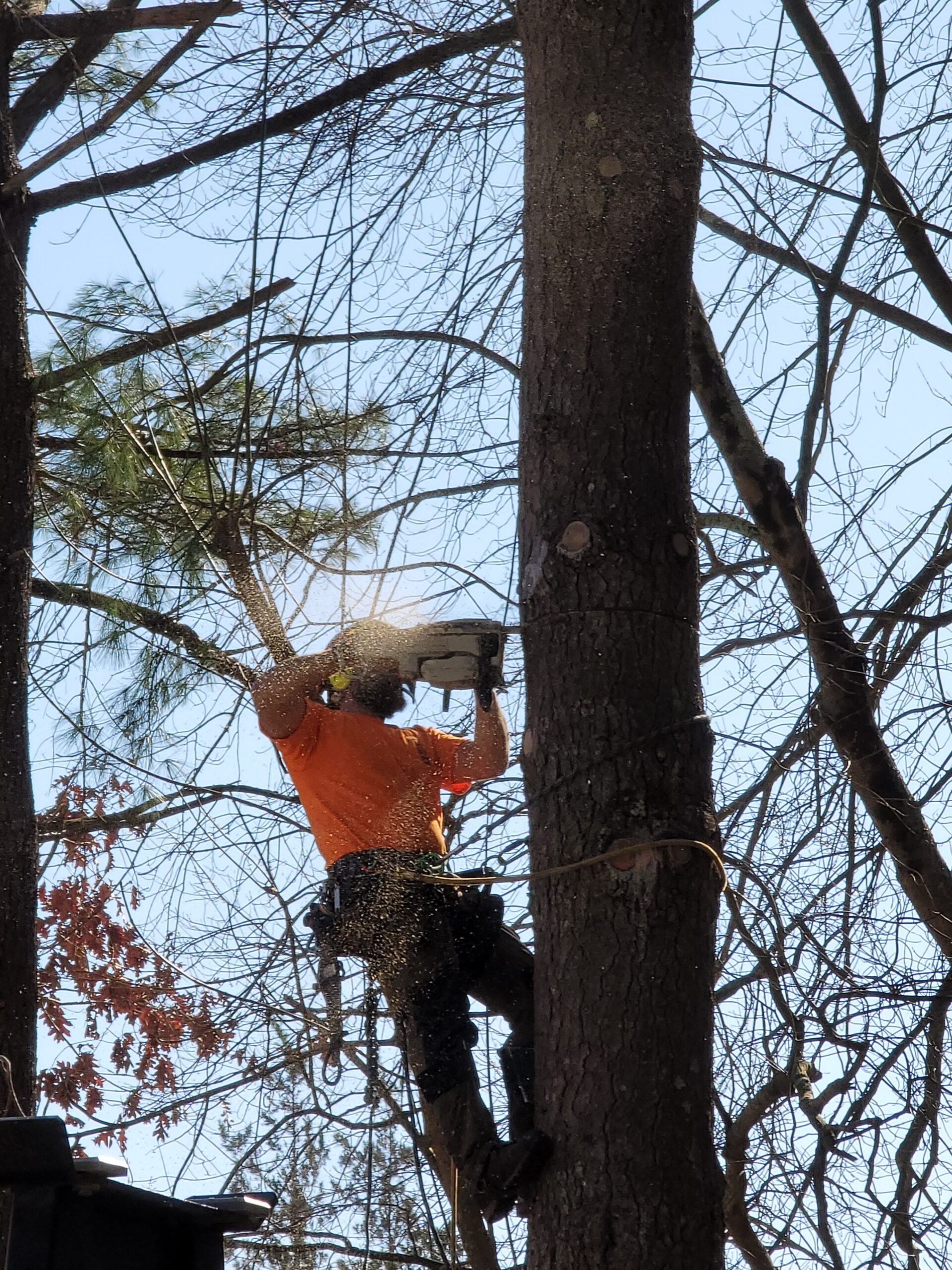 Shrewsbury MA Tree Removal