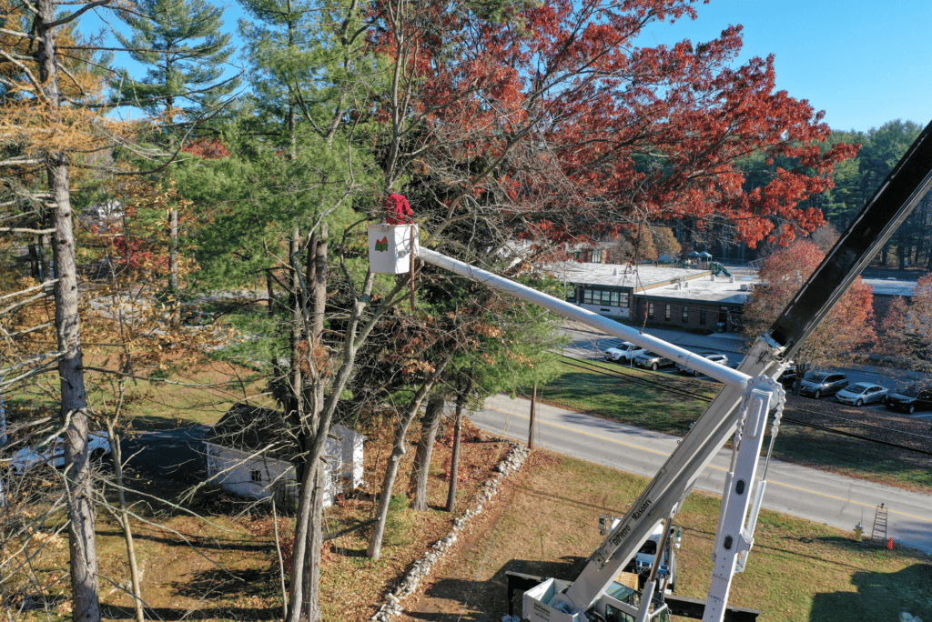 Why Only Experts Should Handle Tree Removal in Charlton MA