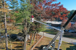 Charlton MA Tree Experts