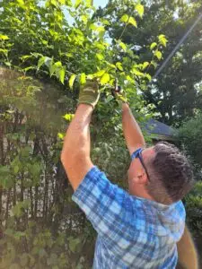 B&R Tree Service PA | Purning